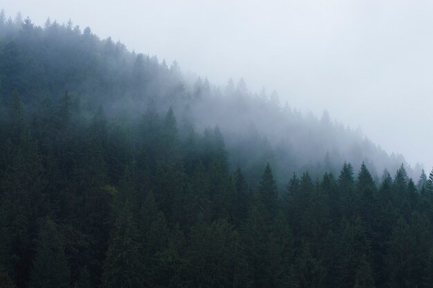 Forest in the mountains in a haze against the sky