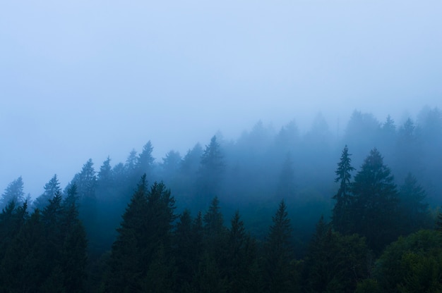 Forest in the mountains in a haze against the sky