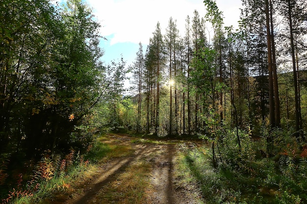 山の風景の森美しい緑の自然夏の背景の森