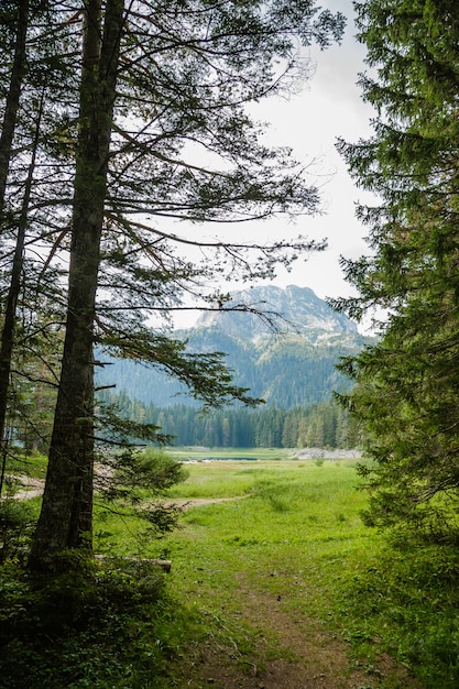 Forest in the mountains in the national park Durmitor, Montenegro