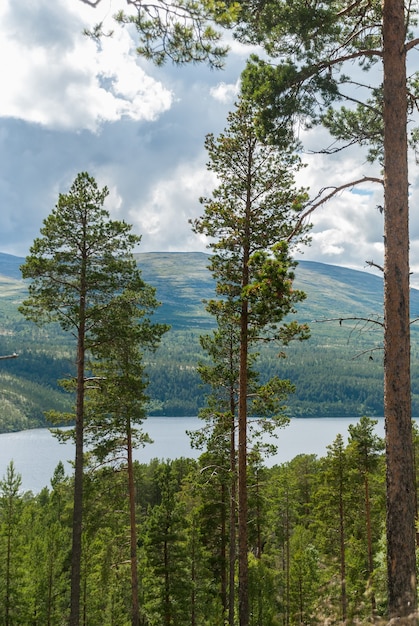 Forest and mountains in Rondane National Park, Norway