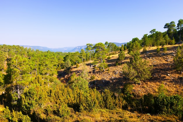  forest mountains  at Serrania de Cuenca