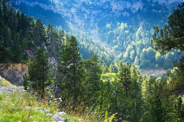 forest mountains 