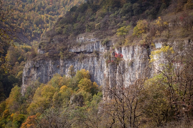 Forest on the mountains