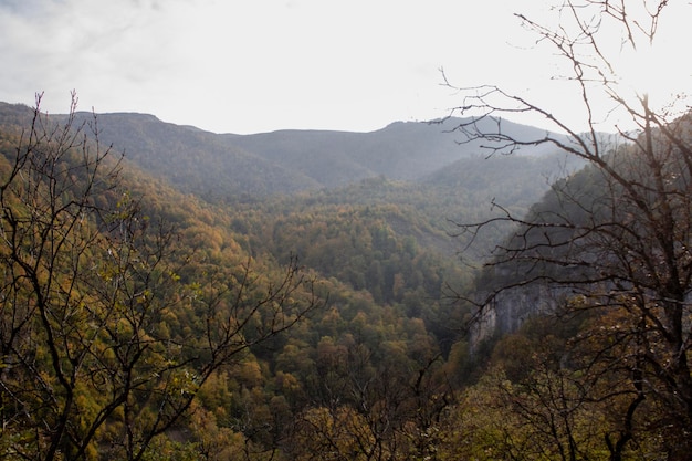 Forest on the mountains