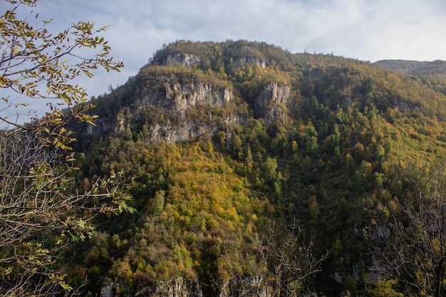 산 위의 숲