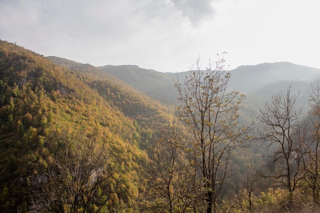 Foresta in montagna