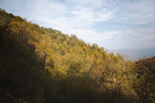 Forest on the mountains