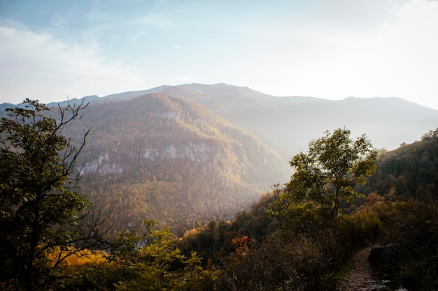 Forest on the mountains