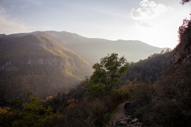 Forest on the mountains