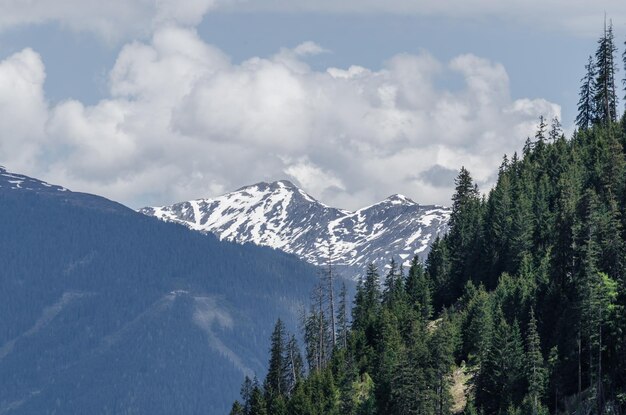 Forest in the mountains