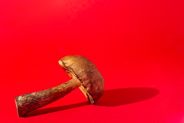 Forest mushroom on red background