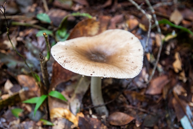 Forest mushroom on wood in the nature jungle outdoor autumn wild mushroom white
