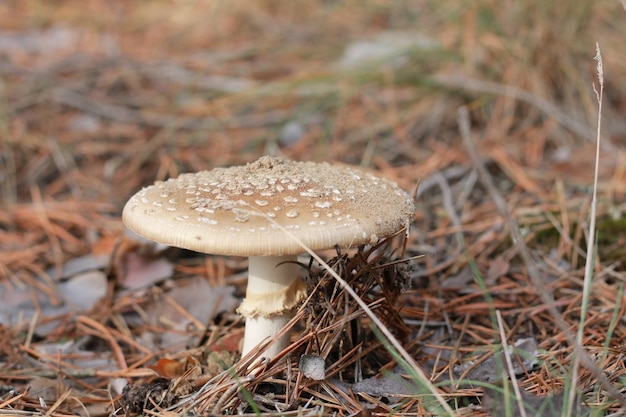 forest mushroom