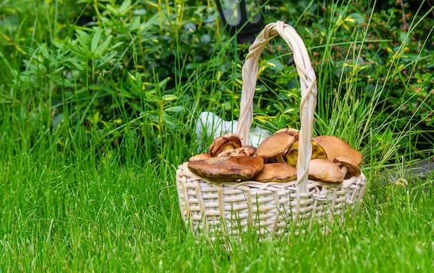 Forest mushrooms in a basket on a tree stump. Nature. Selective focus