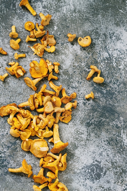 Forest mushrooms chanterelle