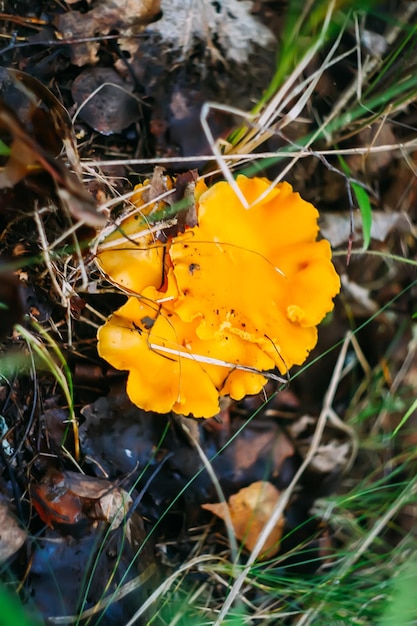 Forest Mushrooms chanterelles growing in moss