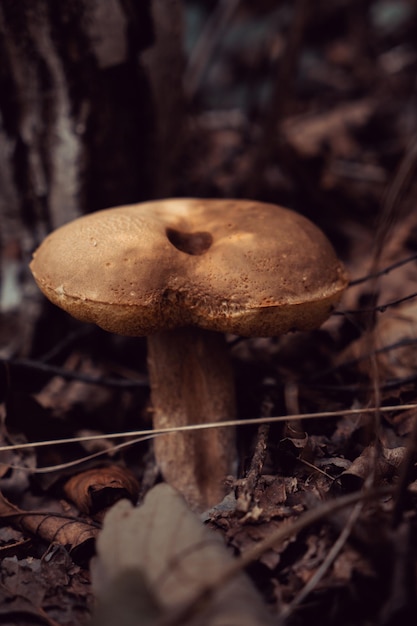 Forest mushrooms in the forest