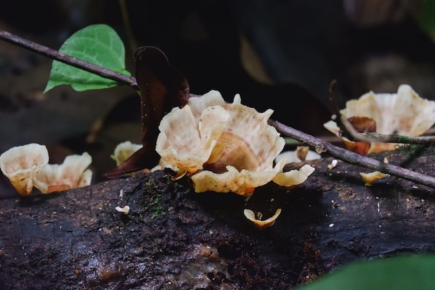 Forest mushrooms in the grassforest photo forest mushroom forest mushroom photo