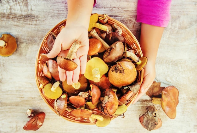 Forest mushrooms in the hands of a child Selective focus