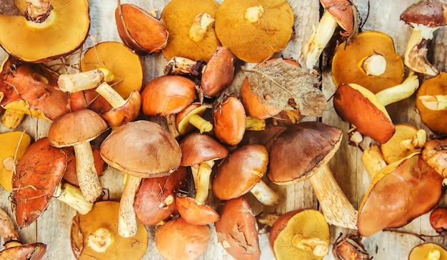 Forest mushrooms in the hands of a child Selective focus