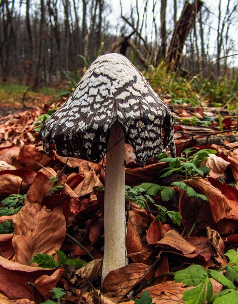 Photo forest mushrooms