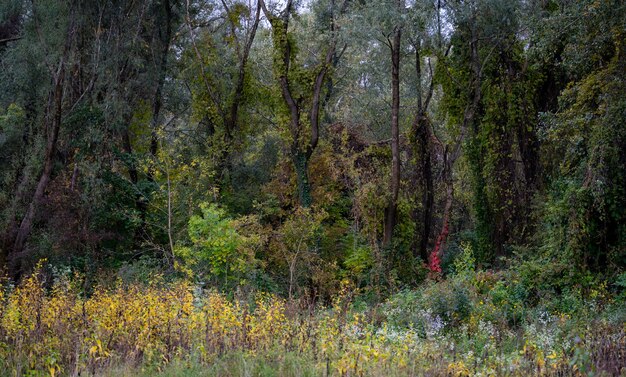 Photo forest mysterious forest the first breath of autumn outdoor park