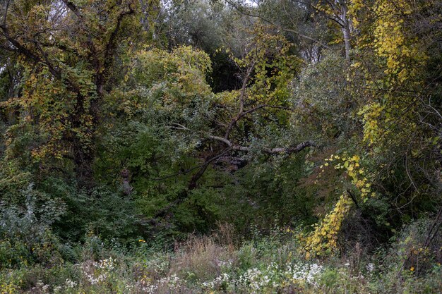 Photo forest mysterious forest the first breath of autumn outdoor park