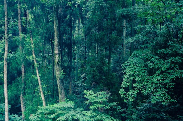 숲의 자연 경관 아열대 정글