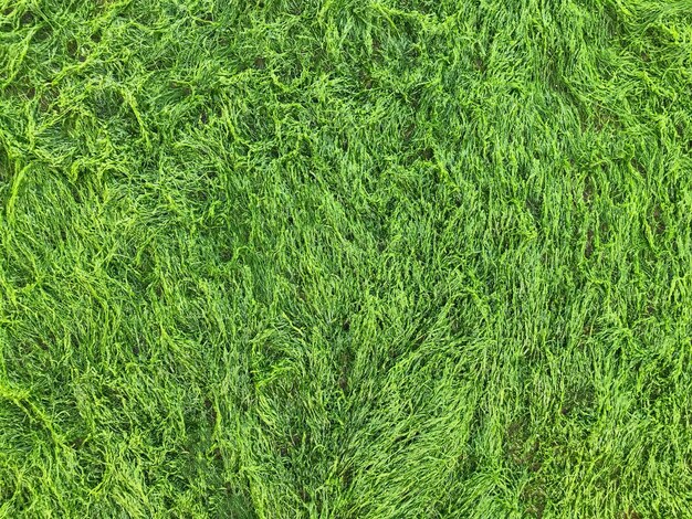 Фон природы леса Крупный план текстуры мха. Мшистый зеленый фон. Состав травы. Макрос