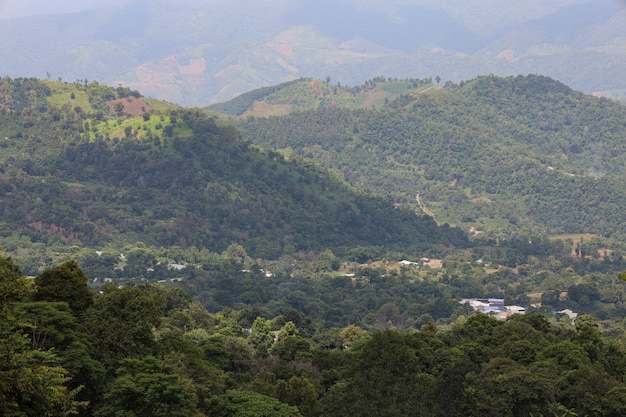 Forest on nature mountains