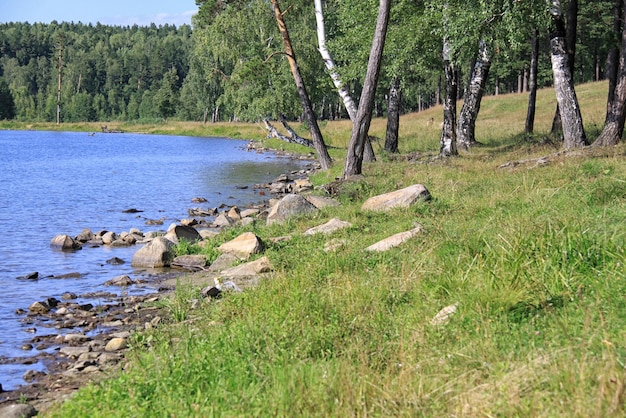 Forest near lake