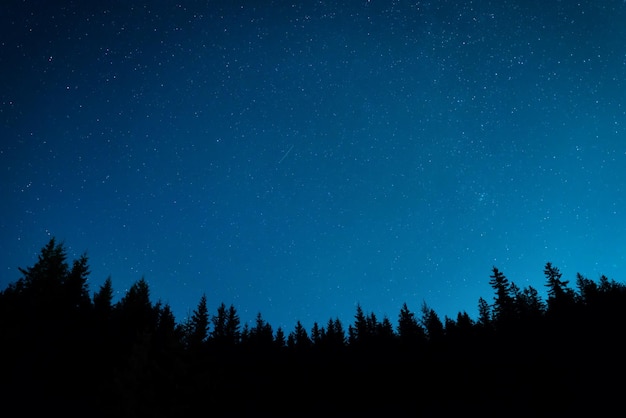 星と夜空の下の森