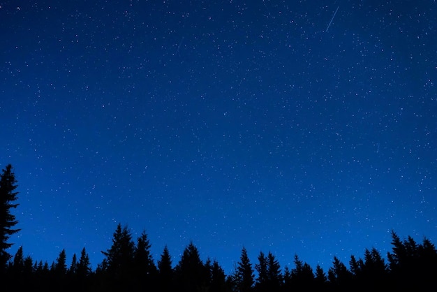 星と夜空の下の森