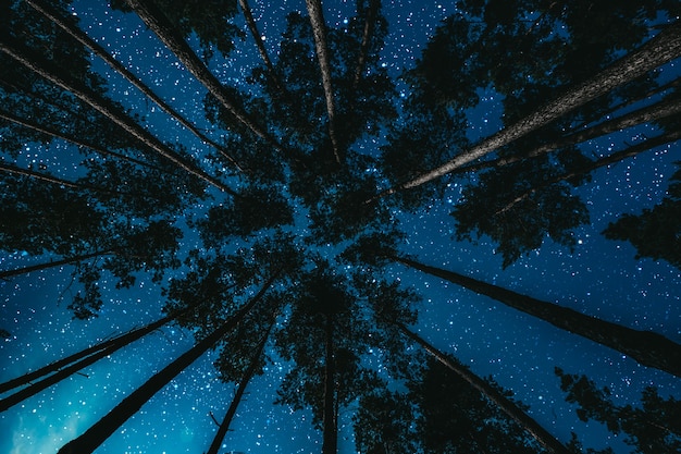 Forest at night with stars and clouds.