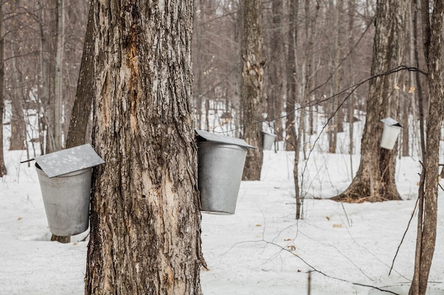 Forest of Maple Sap-emmers aan bomen