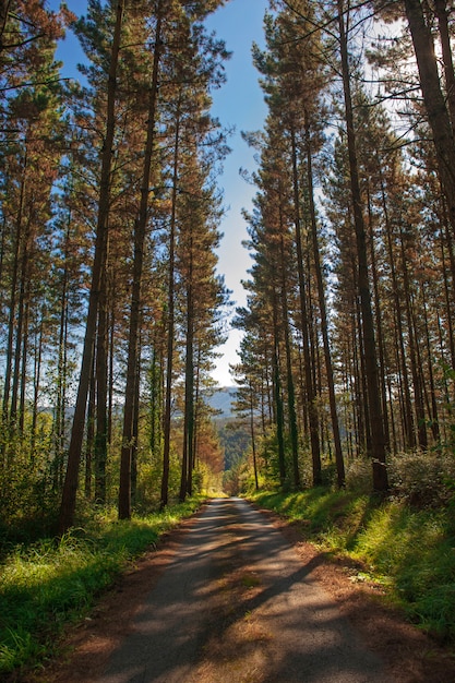 Фото Лес деревьев. лесная дорога. зеленая природа