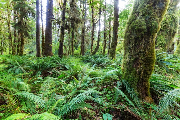 Forest in Olympic National Park, Washington