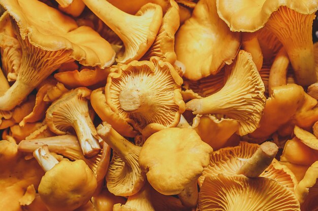 Forest orange chanterelle mushrooms on brown wooden background