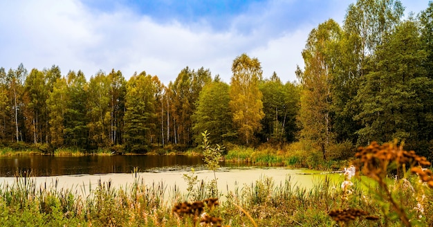 Forest overgrown lake in autumn