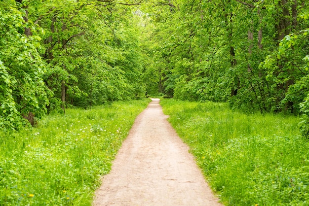 Forest park lane with green trees