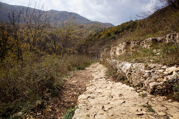 Forest path and autumn leaves