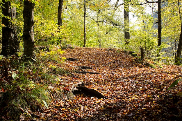 Forest path and autumn leaves