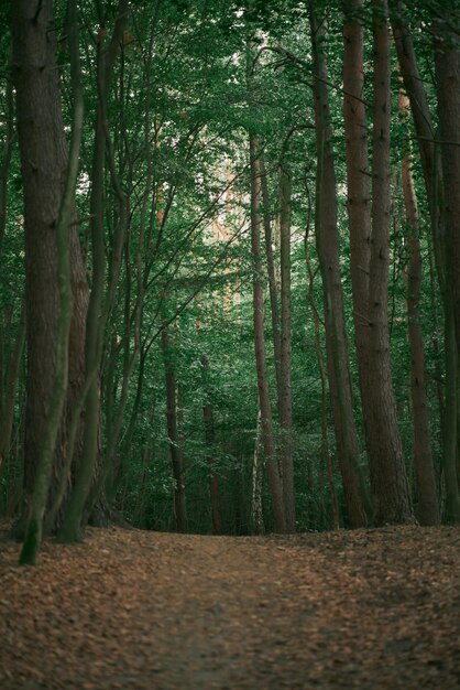 Foto sentiero nel bosco durante una sera d'estate