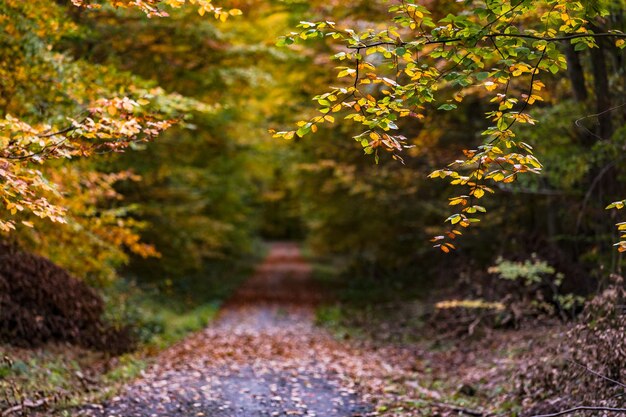 A forest path in a mixed forest in autumn shows the autumn mood in the foreground