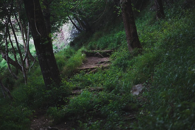 Forest path in the mountains. path of the god called sentiero\
degli dei at amalfi coast. italy