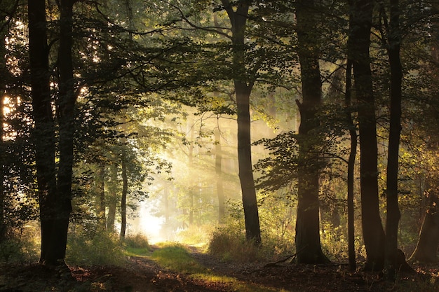 A forest path among oak trees on a misty autumn morning