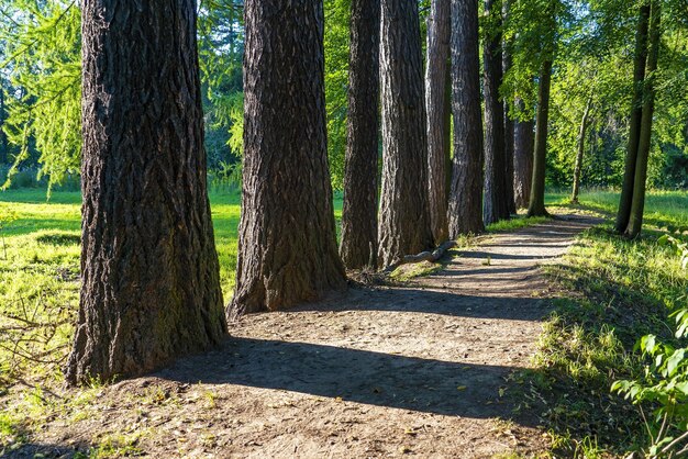 A forest path among old larches Vsevolozhsk Leningrad region