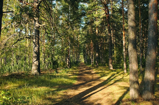 The forest path passes between the trees, forming an alley in the forest