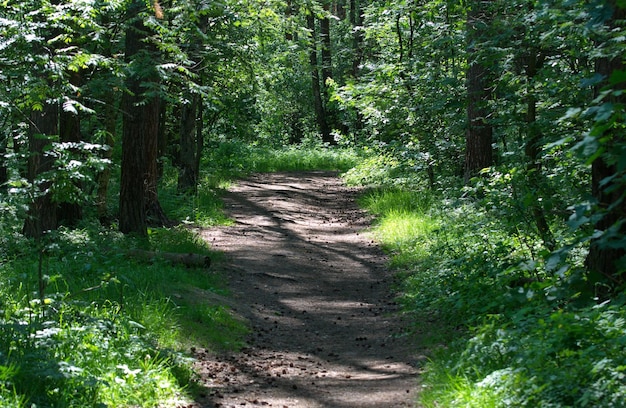 Foto sentiero nel bosco in una soleggiata mattina di giugno regione di mosca russia